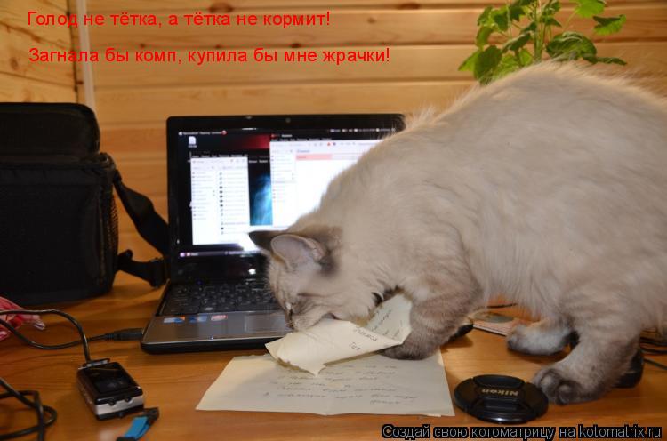 Котоматрица: Голод не тётка, а тётка не кормит! Загнала бы комп, купила бы мне жрачки!