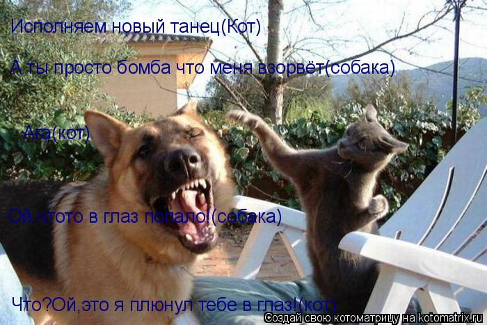 Котоматрица: Исполняем новый танец(Кот) А ты просто бомба что меня взорвёт(собака) Ага(кот) Ой,чтото в глаз попало!(собака) Что?Ой,это я плюнул тебе в глаз!(
