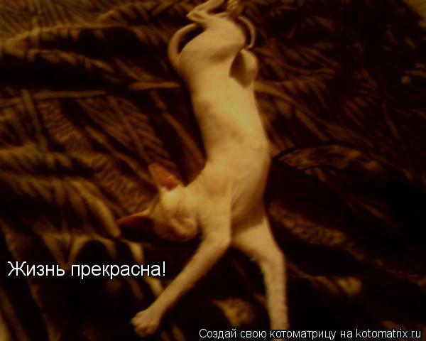 Котоматрица: Жизнь прекрасна!