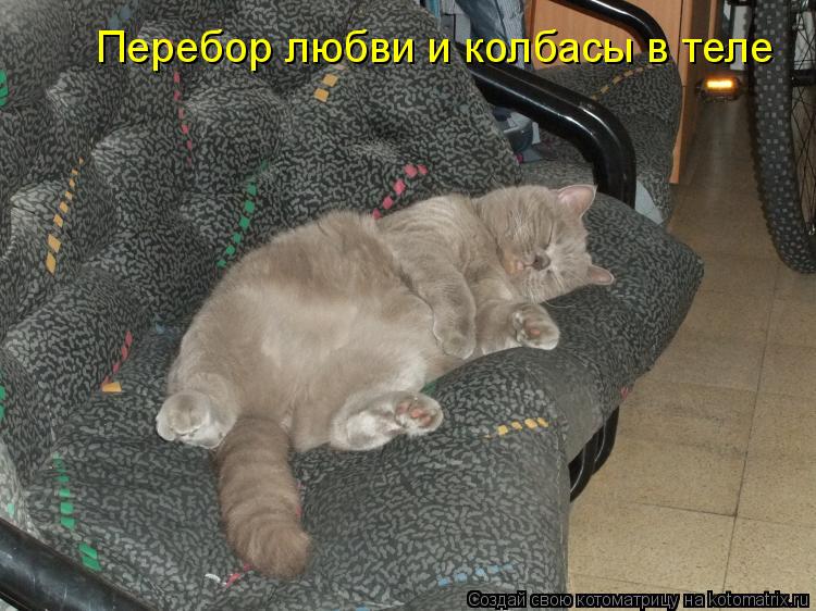 Котоматрица: Перебор любви и колбасы в теле