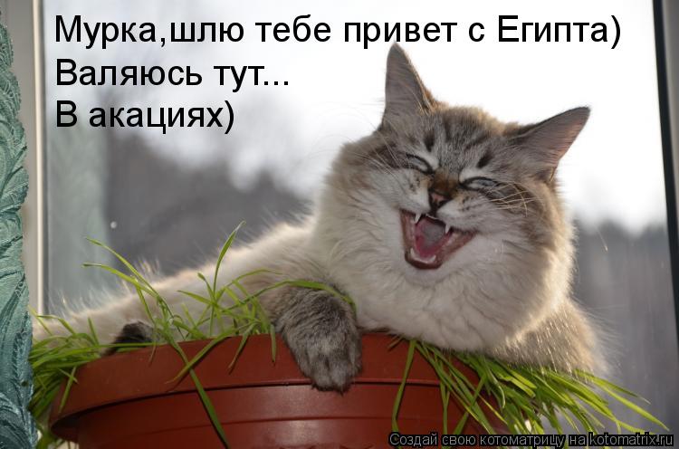 Котоматрица: Мурка,шлю тебе привет с Египта) Валяюсь тут... В акациях)