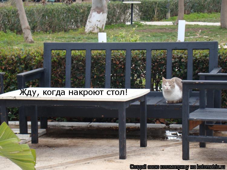 Котоматрица: Жду, когда накроют стол!