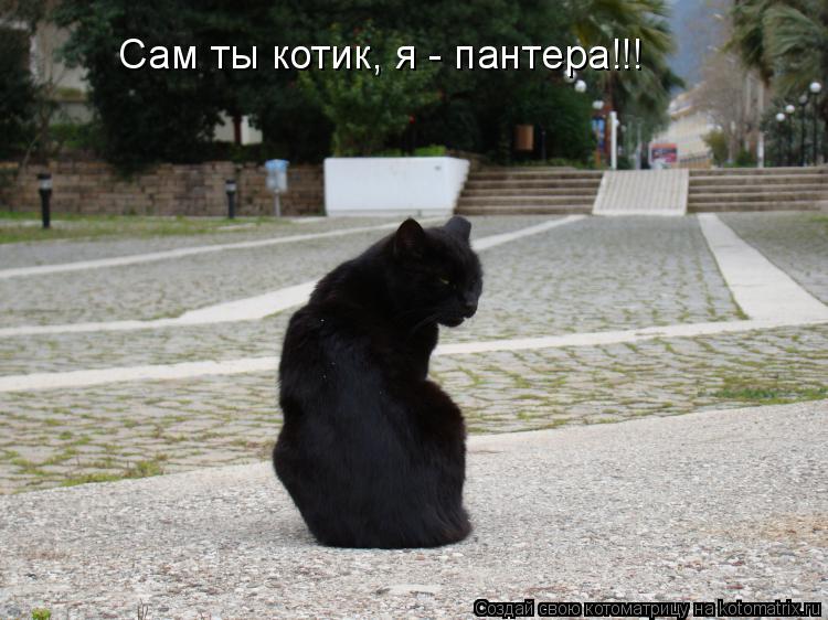 Котоматрица: Сам ты котик, я - пантера!!!