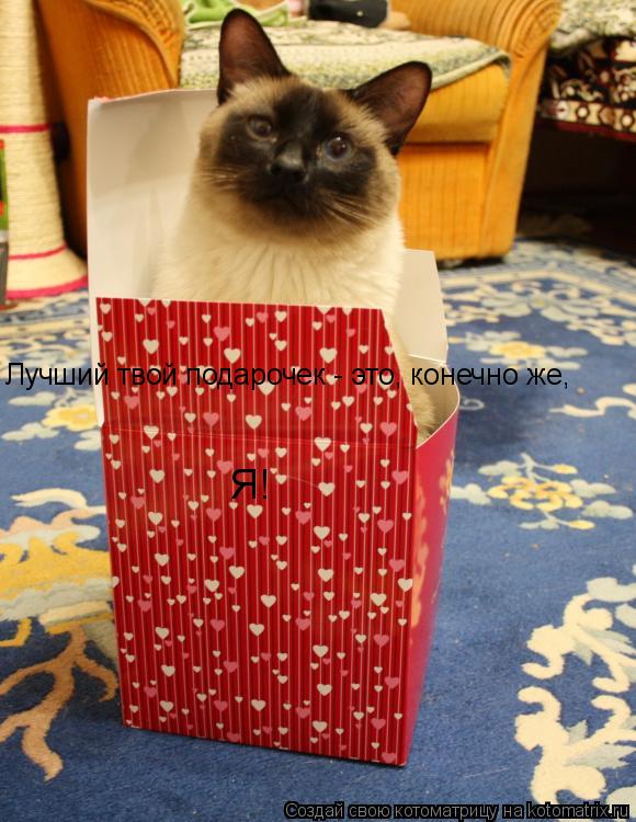 Котоматрица: Лучший твой подарочек - это, конечно же, Я!