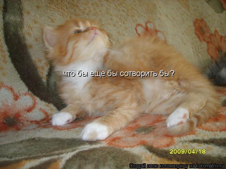 Котоматрица: что бы еще бы сотворить бы?