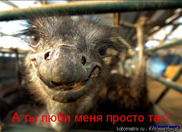 Котоматрица: А ты люби меня просто так!