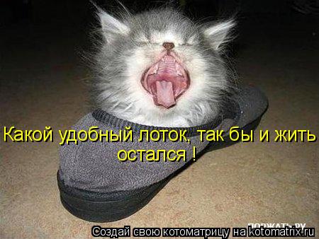 Котоматрица: Какой удобный лоток, так бы и жить остался ! остался !