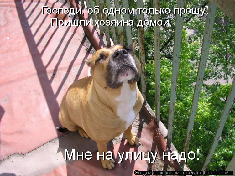 Котоматрица: Господи, об одном только прошу!  Пришли хозяина домой. Мне на улицу надо!