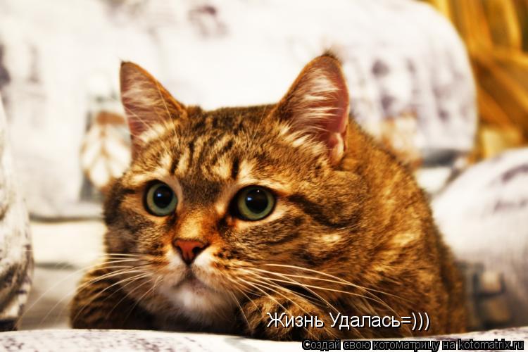 Котоматрица: Жизнь Удалась=)))