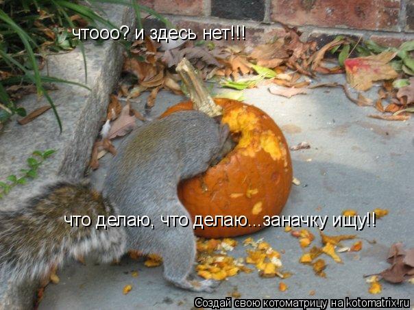 Котоматрица: чтооо? и здесь нет!!! что делаю, что делаю...заначку ищу!!