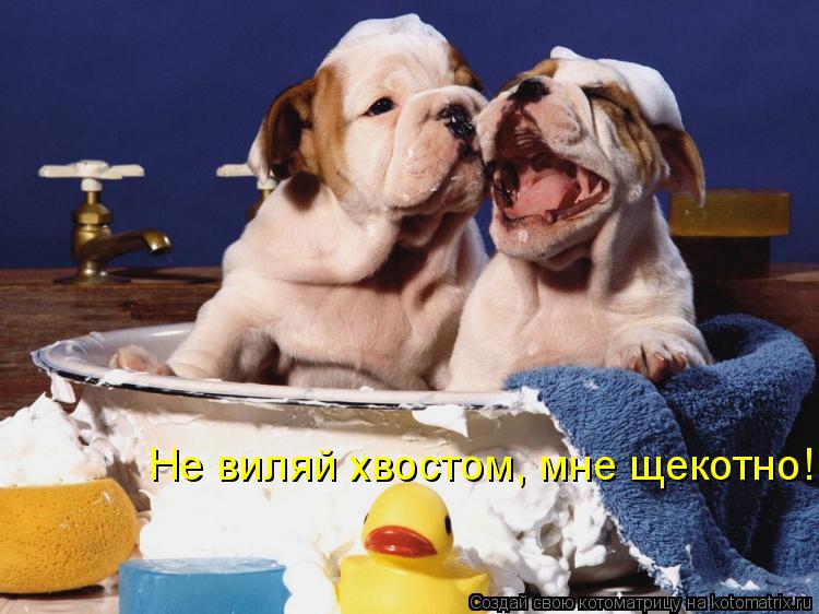 Котоматрица: Не виляй хвостом, мне щекотно!