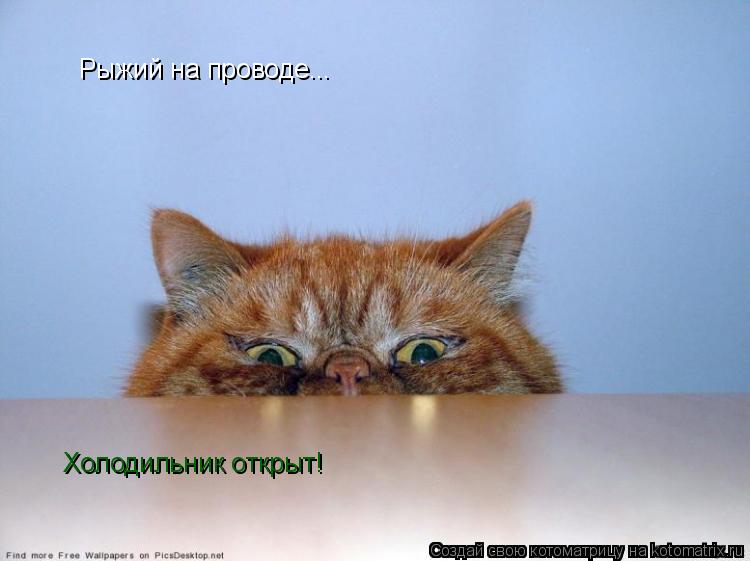 Котоматрица: Рыжий на проводе... Холодильник открыт!