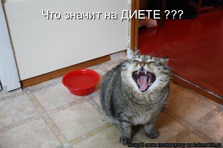Котоматрица: Что значит на ДИЕТЕ ???