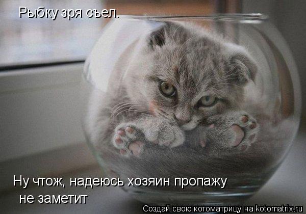 Котоматрица: Рыбку зря съел. Ну чтож, надеюсь хозяин пропажу   не заметит