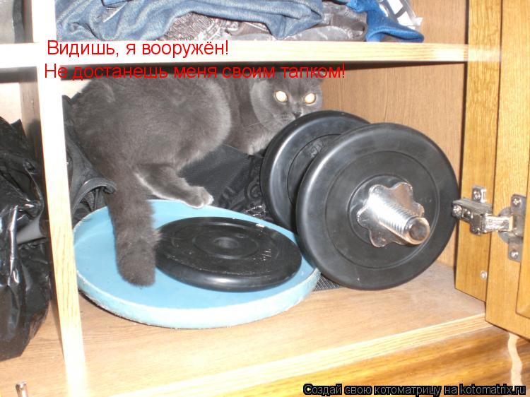 Котоматрица: Видишь, я вооружён! Не достанешь меня своим тапком!