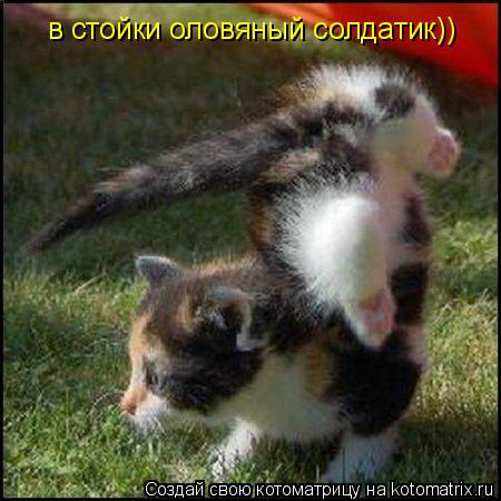 Котоматрица: в стойки оловяный солдатик))