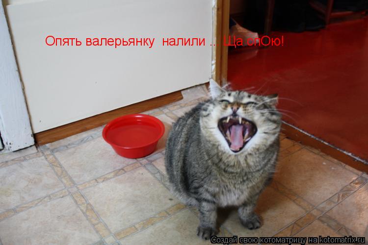 Котоматрица: Опять валерьянку  налили ... Ща спОю!