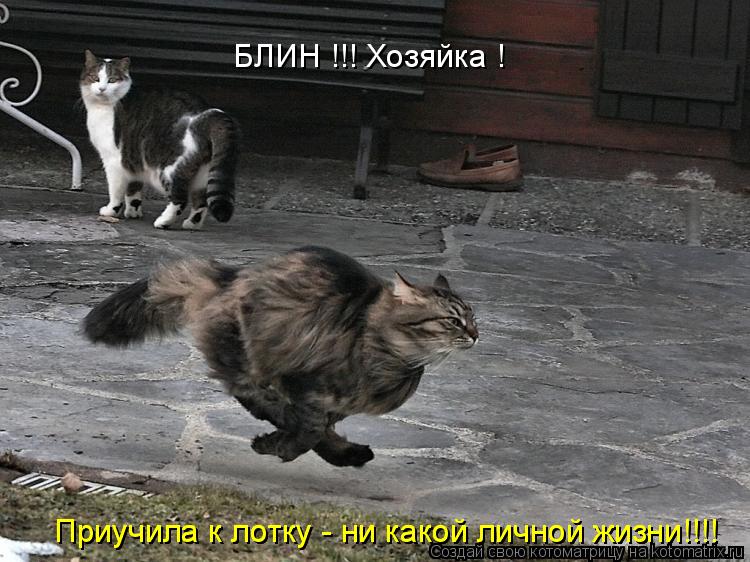 Котоматрица: БЛИН !!! Хозяйка !   Приучила к лотку - ни какой личной жизни!!!! Приучила к лотку - ни какой личной жизни!!!!