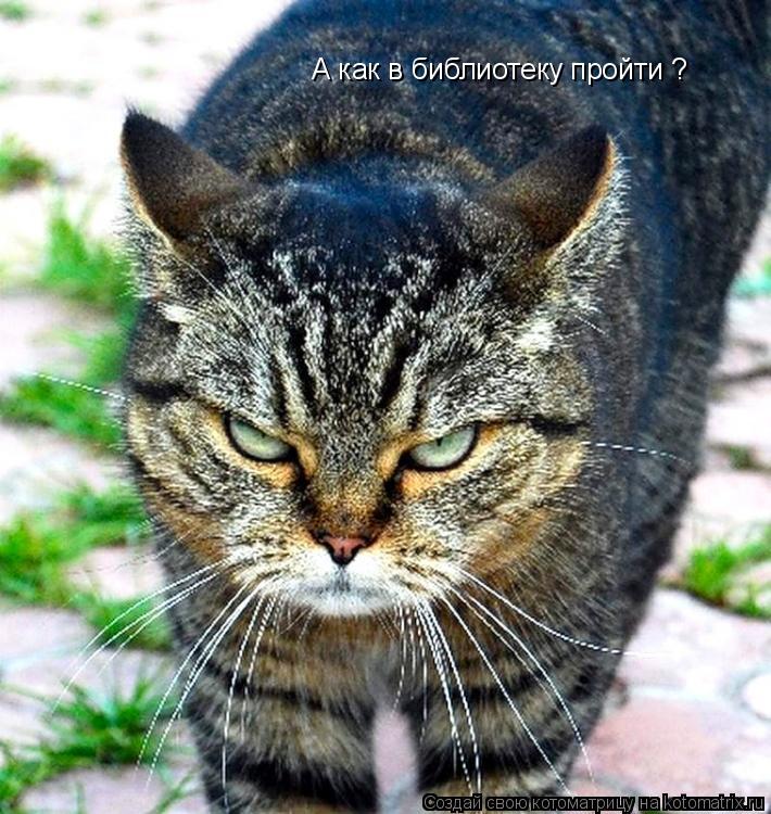 Котоматрица: А как в библиотеку пройти ?