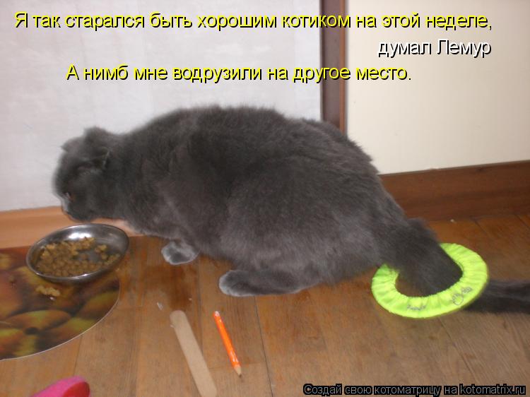 Котоматрица: Я так старался быть хорошим котиком на этой неделе, думал Лемур А нимб мне водрузили на другое место.