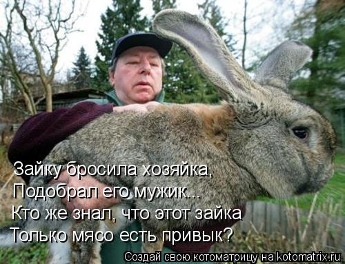 Котоматрица: Зайку бросила хозяйка, Подобрал его мужик... Кто же знал, что этот зайка Только мясо есть привык?