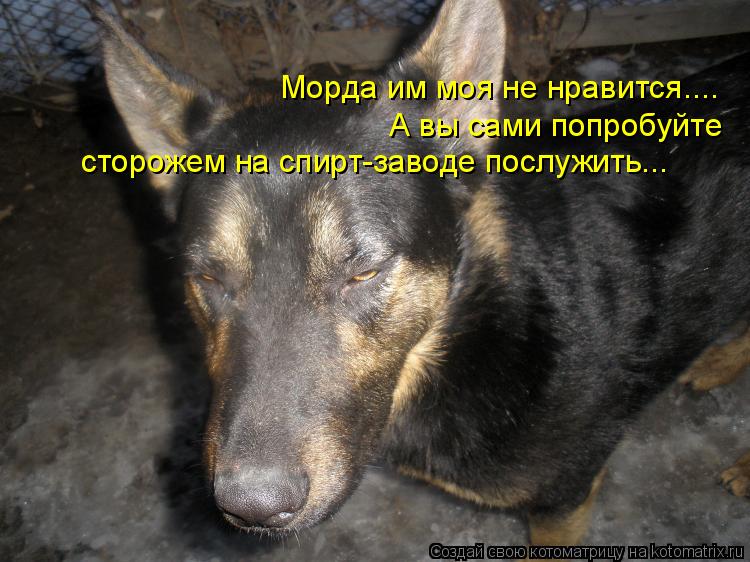Котоматрица: Морда им моя не нравится.... А вы сами попробуйте сторожем на спирт-заводе послужить...