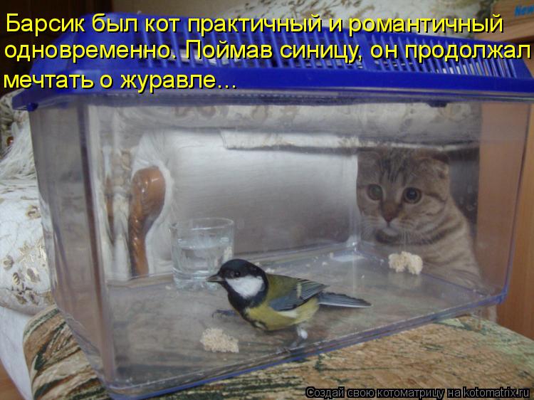 Барсик был кот практичный и романтичный одновременно. Поймав синицу, он продолжал мечтать о журавле.... Котоматрица: Барсик был кот практичный и романтичный одновременно. Поймав синицу, он продолжал мечтать о журавле...