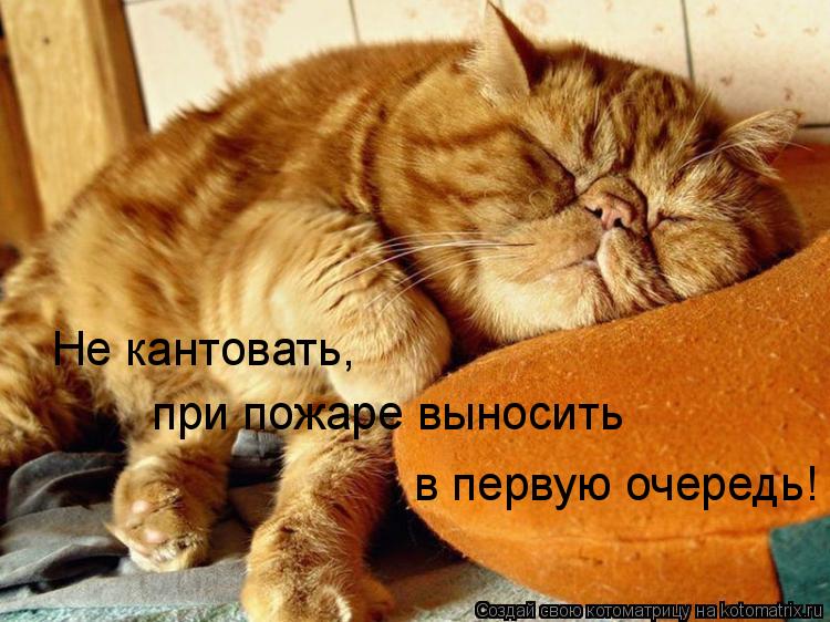 Котоматрица: Не кантовать, при пожаре выносить  в первую очередь!