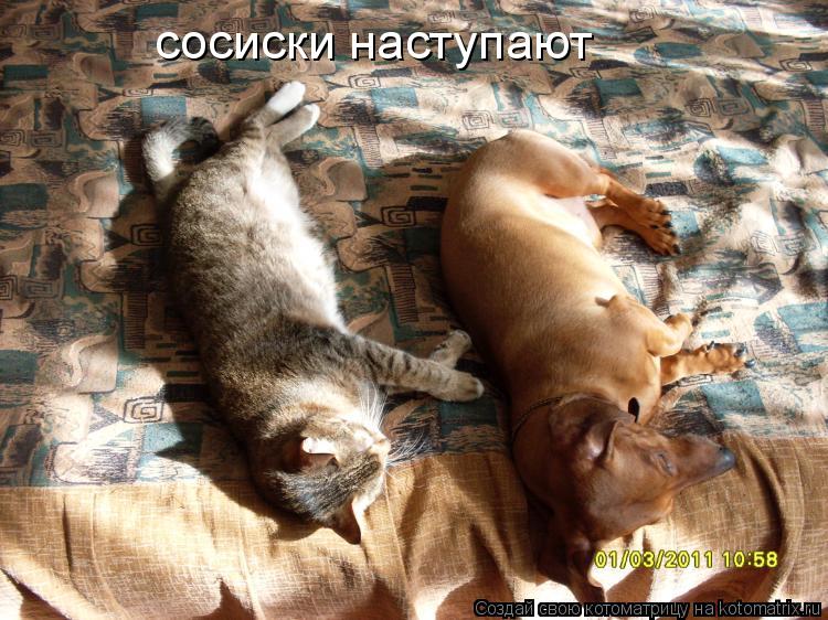 Котоматрица: сосиски наступают