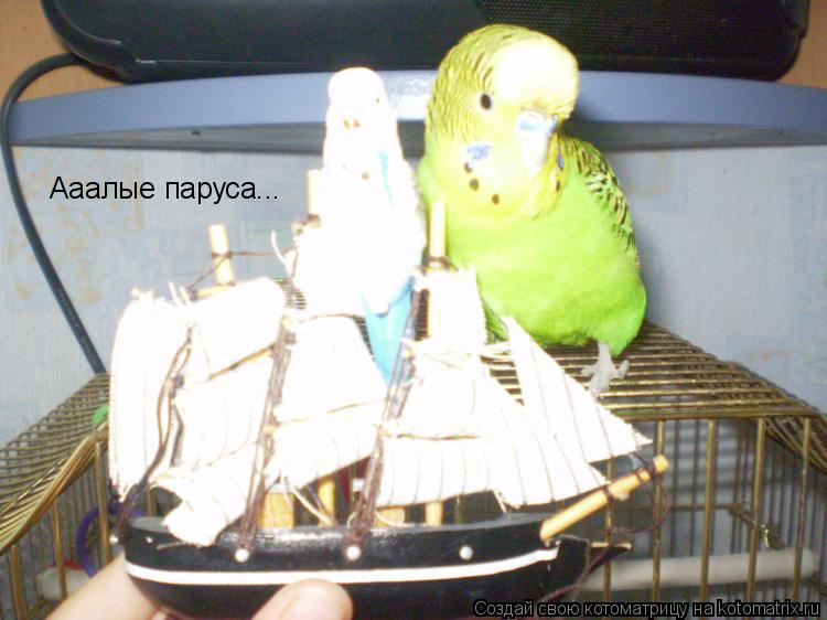 Котоматрица: Ааалые паруса...
