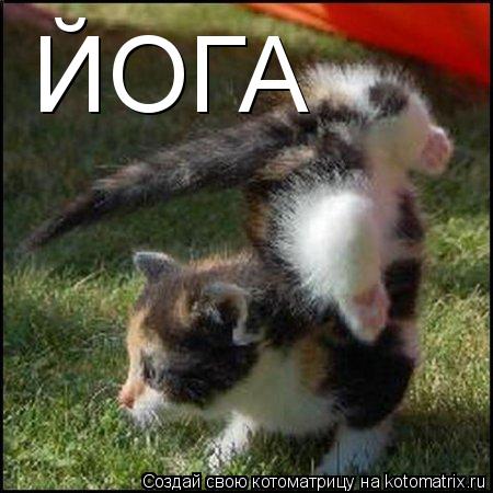 Котоматрица: ЙОГА