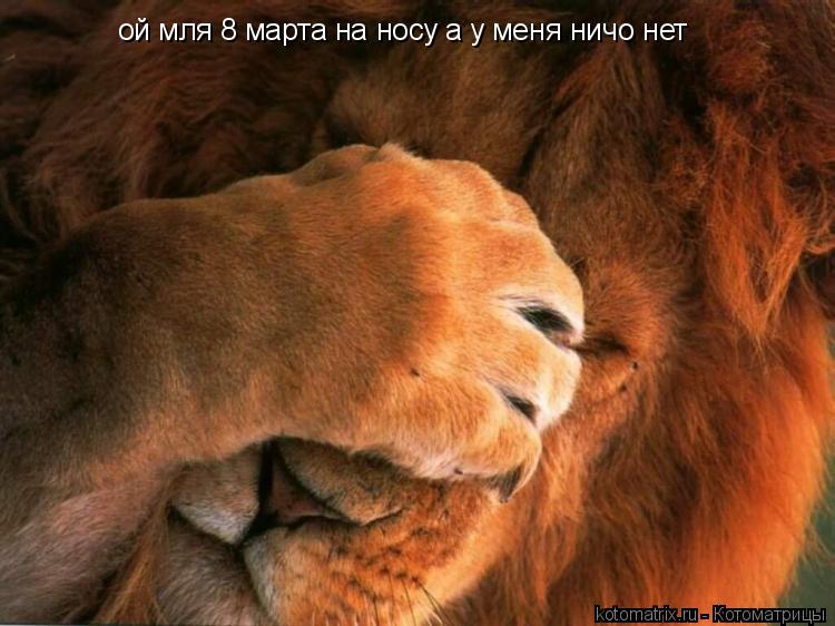 Котоматрица: ой мля 8 марта на носу а у меня ничо нет