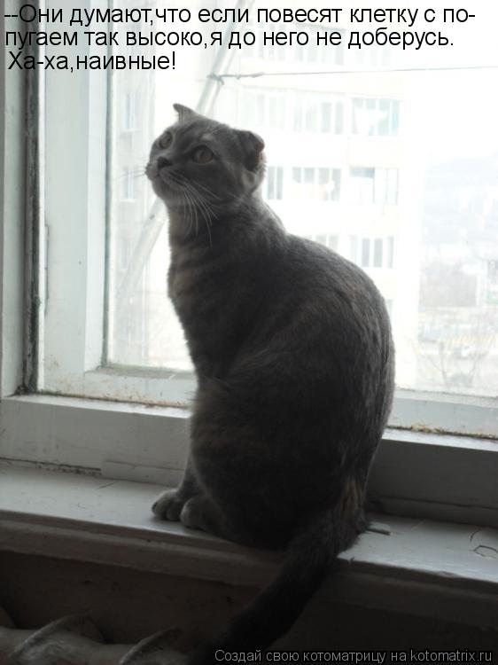 Котоматрица: --Они думают,что если повесят клетку с по- пугаем так высоко,я до него не доберусь. Ха-ха,наивные!