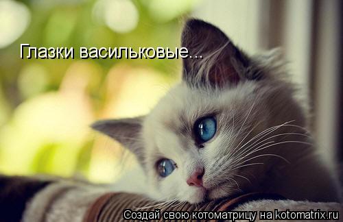 Котоматрица: Глазки васильковые...