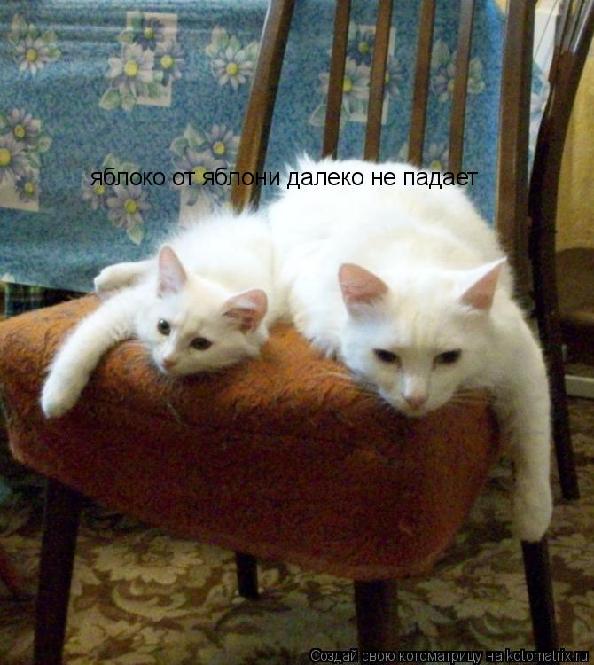Котоматрица: яблоко от яблони далеко не падает