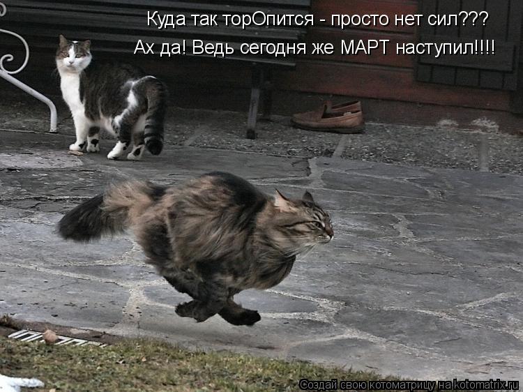 Куда так торОпится - просто нет сил??? Ах да! Ведь сегодня же МАРТ наступил!!!!... Котоматрица: Куда так торОпится - просто нет сил??? Ах да! Ведь сегодня же МАРТ наступил!!!!
