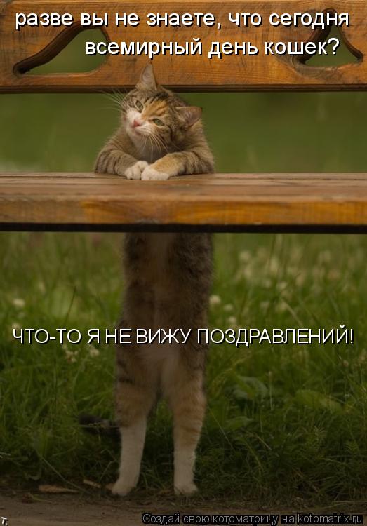 Котоматрица: разве вы не знаете, что сегодня всемирный день кошек?  ЧТО-ТО Я НЕ ВИЖУ ПОЗДРАВЛЕНИЙ!