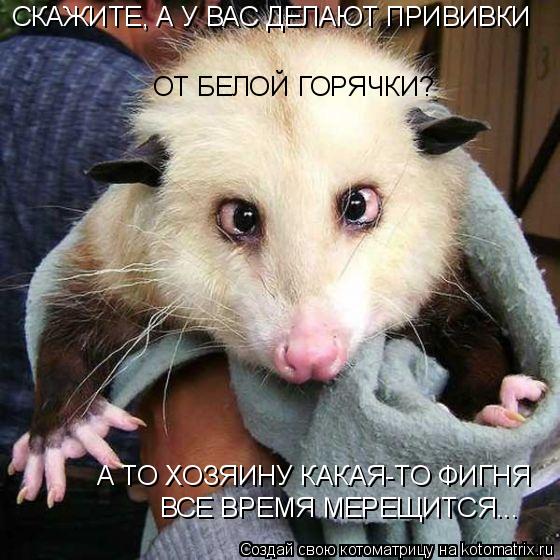 Котоматрица: СКАЖИТЕ, А У ВАС ДЕЛАЮТ ПРИВИВКИ  ОТ БЕЛОЙ ГОРЯЧКИ? А ТО ХОЗЯИНУ КАКАЯ-ТО ФИГНЯ ВСЕ ВРЕМЯ МЕРЕЩИТСЯ...