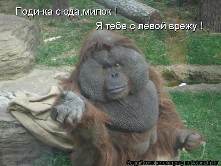 Котоматрица: Поди-ка сюда,милок ! Я тебе с левой врежу !