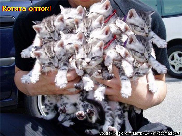 Котоматрица: Котята оптом! Котята оптом!
