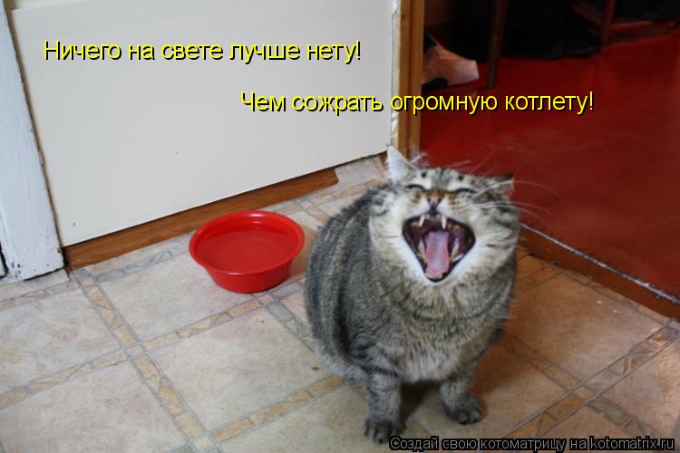 Котоматрица: Ничего на свете лучше нету! Чем сожрать огромную котлету!