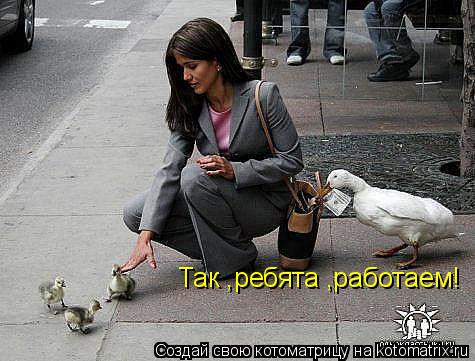 Котоматрица: Так ,ребята ,работаем!