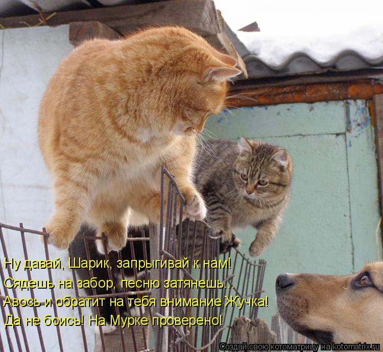 Котоматрица: Ну давай, Шарик, запрыгивай к нам! Сядешь на забор, песню затянешь... Авось и обратит на тебя внимание Жучка! Да не боись! На Мурке проверено!