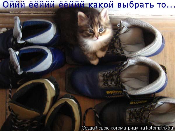 Котоматрица: Оййй ёёййй ёёййй какой выбрать то....