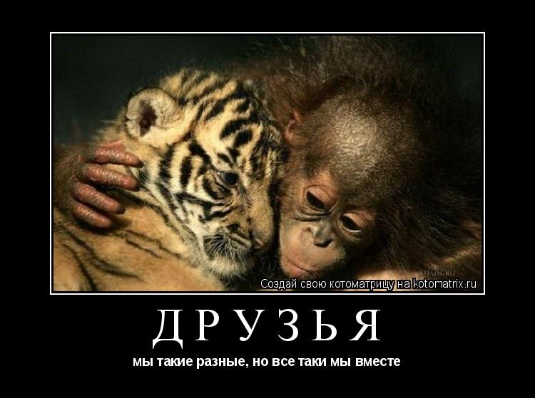 ДРУЗЬЯ мы такие разные, но все таки мы вместе... Котоматрица: ДРУЗЬЯ мы такие разные, но все таки мы вместе