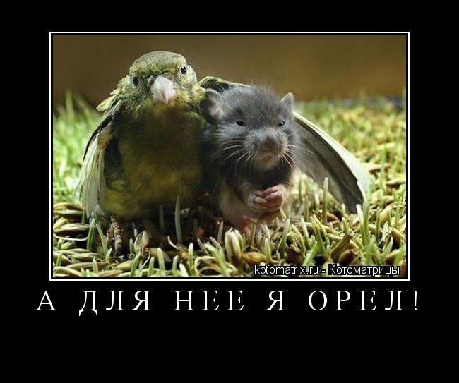Котоматрица: А ДЛЯ НЕЕ Я ОРЕЛ! 