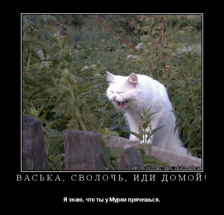 Васька, сволочь, иди домой! Я знаю, что ты у Мурки прячешься.... Котоматрица: Васька, сволочь, иди домой! Я знаю, что ты у Мурки прячешься.