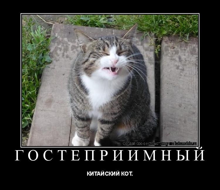 Гостеприимный КИТАЙСКИЙ КОТ.... Котоматрица: Гостеприимный КИТАЙСКИЙ КОТ.