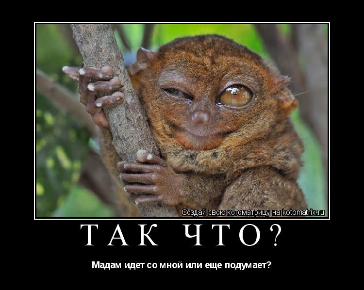 ТАК ЧТО? Мадам идет со мной или еще подумает?... Котоматрица: ТАК ЧТО? Мадам идет со мной или еще подумает?
