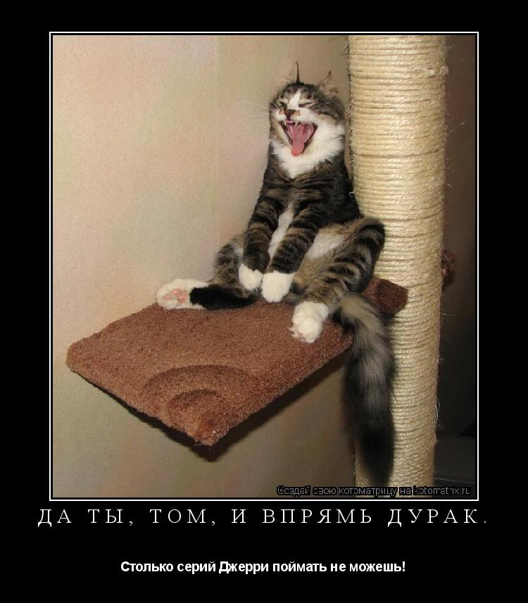 Да ты, Том, и впрямь дурак. Столько серий Джерри поймать не можешь!... Котоматрица: Да ты, Том, и впрямь дурак. Столько серий Джерри поймать не можешь!